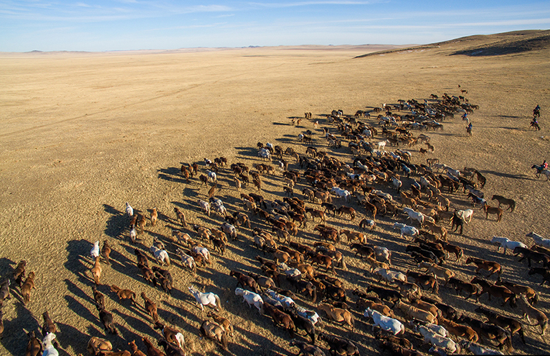 Mongolia horses festival